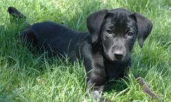 Black Labrador Retriever - Murphy & Abby - Large - Baby - Male
These are two of Jackie's babies. Will not be ready for home till 12wks of age and all vetting is done. Video shows all the pups as they age.
Mom is a lab mix and we believe (going by