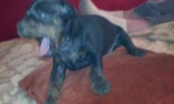 Hi i have a litter of puppies born on april 27 th they are both males and they will be ready on june 27 th. Their worming and shots will be done and their tails and dew claws were done. One is a blk+ tan and the other is a blk brindle. If you are