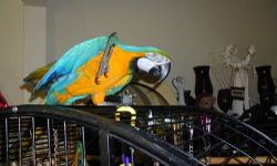 Cracker approx. 11yrs old likes being out of cage he is not stick trained. Clear talker, waves when saying hello. Needs a little work. Experienced in large birds only. Cracker likes nuts, fruits, peanuts, trail mix along with his parrot diet. Drinks water