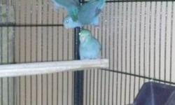 Parrotlets all females got 3 of them about 7 months