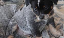 BLUE HEELER PUPPY BOY 3 ANDY, PURE BRED (Parents PureBred CKC Reg) - $500(Avon-Lima NY)
Born on 8/15/13. Ready for new home on 10/13/13. My first Vet apt is Oct 12, I will have my first shots and worming at this time.
You can register me as CKC Pure Bred