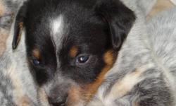 BLUE HEELER PUPPY BOY 5 PURE BRED (Parents PureBred CKC Reg) - $500 (Avon-Lima NY)
Born on 8/15/13. Ready for new home on 10/13/13. My first Vet apt is Oct 12, I will have my first shots and worming at this time.
You can register me as CKC Pure Bred with