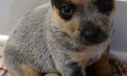 BLUE HEELER PUPPY GIRL PURE BRED (Parents PureBred CKC Reg) - $500 (Avon-Lima NY)
Born on 8/23/13. Ready for new home on 10/20/13. My first Vet apt is Oct 19, I will have my first shots and worming at this time.
You can register me as CKC Pure Bred with