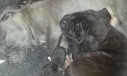 Blue fawn male cane corso mastiff, tail docked great looking male$900.00,call 585-500-3547