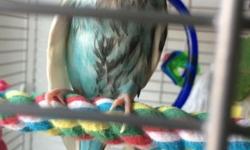 Hiiiii everyone I'm selling my parakeet because I have no time for him he's a male 3 years old and he's tamed he goes on ur finger and he doesn't bite please email me if any questions thanks ! N