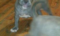 HELLO ALL I HAVE MY FEMALE BLUE NOSE PIT RECENTLY HAD PUPS AND I HAVE 5 PUPS LEFT FOR SALE MY FEMALE DOG IS ALL GRAY WITH WHITE ON HER CHEST MY MALE IS FAWN WITH A LITE GRAY COAT HE ALSO HAS A WHITE CHEST THEY ARE GOTTI AND RAZORS EDGE BLOODLINE PUPS WILL