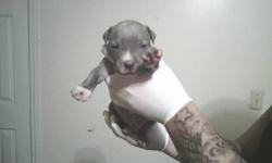blue nose Pups ready to go being House trained they have there shots and have been dewormed They are 12 weeks