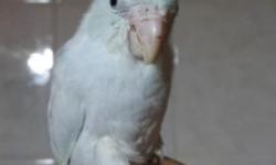 Beautiful parrotlets available now. 2 blue females ready for breeding. Also a blue pair about 4 months old not related. Must sell for space. Pick up only! SERIOUS replies only, please.