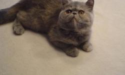 This is a gorgeous Exotic Shorthair Blue-Cream that was born 12/19/13. She is very light in color, nice girl. No declawing & must be kept indoors. Please contact me if you are interested & can provide a loving home, thanks!