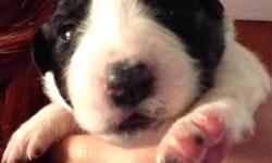 Border collie mix pups. Will have first vaccines and wormed. Have a girl and few boys left. Will be ready to go this Sunday. Email or text if interested. Will make great family pets
This ad was posted with the eBay Classifieds mobile app.