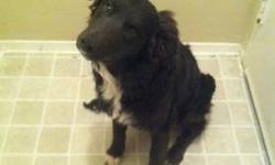 Very smart
Low shedding coat
6 months
Very sweet
Calm disposition
Good w other dogs and cats
Female
Half boarder collie half poodle
Vaccine all
Her rehoming fee is
350 price is negotiable
845-275-2581
This ad was posted with the eBay Classifieds mobile