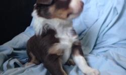 Litter of red and white abs tri Border Collie Puppies for sale born 01/02/15 ABCA registered