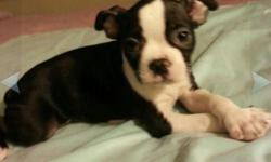 12 Week old female Boston Terrier, got her shots and is registered with Banfield Hospital insurance. Good health, playfull, wee-wee pad trained great with children. Currently on Blue food.
