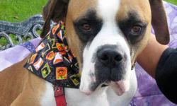 Boxer - Bronx - Large - Adult - Male - Dog
We love Bronx and you will too! Bronx is a big mushy love muffin! He likes to lean right in to any one who showers him with love! Our young friend likes to give you his paw as if to say are you going to make me