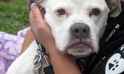 Boxer - Diamond - Medium - Adult - Female - Dog
Diamond arrived at the shelter when her family had to move. This poor girl's world has been turned upside down. At six years old Diamond has lost the only family she has ever known. This very sweet and