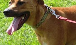 Boxer - Ginger - Large - Adult - Female - Dog
Ginger is a very loving girl who is already spayed, up to date on shots, and ready for her new home. Ginger gets along well with other dogs, but cats (and other small fury friends) are a little too tempting to