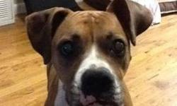 Boxer - Layla - Medium - Adult - Female - Dog
COURTESY LISTING. CONTACT- DANIELLE AT 347-563-4481
1. Layla is good with my daughter she is 13.
2. I have no more pets but when I take her to central park she is good around other dogs.
3. She is very playful