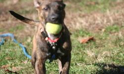 7 month old Plott hound/Boxer mix- see us on facebook:
These are small to medium size dogs, perfect for apartments
