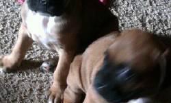 We have 7 boxer puppies. They will be ready to go to new homes December 1. They have their first shots, their tails have been docked and dew claws removed. They are fawn and both parents are on site. There are 4 males and 3 females. Both parents have