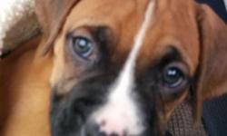 I HAVE 4 BEAUTIFUL PUPPY BOXERS. 3 MALE AND 1 FEMALE , ONLY 1 WEEK OLD. WILL HAVE TAILS DOCKED AND SHOTS WITHIN 4 WEEKS PUPPIES WHERE BORN JULY 10 ,2014