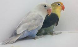 UP FOR SALE IS A BREEDER PAIR OF FISCHERS LOVEBIRDS.
THE PAIR CONSISTS OF A YELLOW HEAD DOUBLE VIOLET AND A WHITE HEAD DILUTE VIOLET PASTEL.
THESE BIRDS ARE IN VERY GOOD HEALTH AND COME WITH DNA CERTIFICATES. ALL BIRDS HAVE BEEN PROVEN DISEASE FREE BY DNA