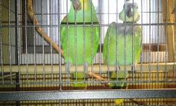 We are selling some of our breeder pairs, and single breeders. Good pairs. All come with nests. Cages separately, but we can work something out
Jardine Proven Pair: $1250 for both birds
Painted conure mated to regular green cheek: $350 for both birds
Blue