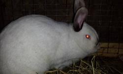 Hi! I am the owner of Brer Rabbit Barn. We are a rabbitry that just opened up as of March 2013! We have been having a great start! We are located in Moravia, NY! We raise New Zealands, Flemish Giants, and Californians! We also have a Dwarf mix that we