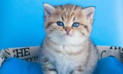 Very handsome and affectionate British Shorthair plush boy kitten is ready for loving home.
He is 4 month old, done with his shots and dewormings, very clean and smart.
Sired by Grand Champion, very rare color Chocolate Lynx Point.