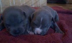 Pure breed blue nose pocket bullies born 12/31/12. Pups are expected to be very short in size & muscular. Upon rehoming pups will be vaccinated & rehomed at $400 a male & $450 a female we have some full tri colored pups, some solid gray, & some gray with