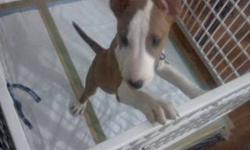 I have a male Bull Terrier he is 5 month old very playful and very smart. He is already using the bathroom outside and he will bark to let u know that it is time for him to go out. Yes he is up to date with his shots. I am want $650 no AKC paper, If u