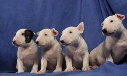 Hi, we have beautiful Bull terrier puppies that are ready to go to their new homes. They are registered and come with papers, shots, and health guarantees. The puppies are raised in our home and are heavily socialized. For any information please email me.