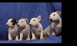 Hi, I have beautiful bull terrier pups for sale miniature & standard sizes. They are registered and have papers, shots, and health guarantees. I am a private breeder not a store. The pups are raised in a loving home and are already well socialized with