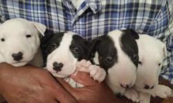 Two Sire Two Dame for Sale Females One Black & White One All White Male One Black & White One All White Round Black Patch on Right Eye