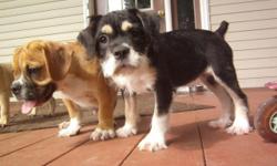 Half the Bull- Fraction of the price! English Bulldog sire (54 lb)and Cavachon (20 lb) mother, who is a very sweet girl. Only The black/tan/white female is left. She has more the Cavalier physique. She is energetic and full of pep. 5 months old and weighs
