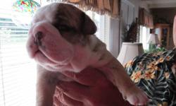 We have 4 English Bulldogs, 2 boys, 2 girls. Date of birth July 14, ready around Sept. 7th. Full AKC, will be vet checked, shots and wormed. Father has numerous champion lines, his father is Ch. Little Ponds Chief and his mother is Ch. Glendars Ms. Daisy.