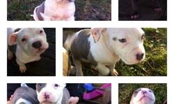 I have 10 blue nose puppies ready to go to a new family I have three great healthy strong males 7 smart mellow tempered females ..the mother is an albino all white she's in the bully family of pits ...my males is a nice athletic dog ' can jump like 6 feet