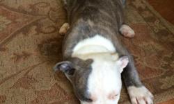 Bully blue Pitts for sale 2 boys one girl pure bully blue pits