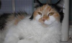 Calico - Callie - Medium - Adult - Female - Cat
CHARACTERISTICS:
Breed: Calico
Size: Medium
Petfinder ID: 24355894
ADDITIONAL INFO:
Pet has been spayed/neutered
CONTACT:
Chemung County Humane Society and SPCA | Elmira, NY | 607-732-1827
For additional