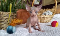Available for reservation .Beautiful 5 weeks old Canadian sphynx male kitten. Parents are TICA register. TICA registration for kitten available. For more INFO please call or text (917)312-7781