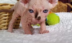 Available for reservation. Beautiful healthy Canadian sphynx female kitten ,5 weeks old with wonderful personality and beautiful markings. Parents are TCA register. TICA registration for kitten available. for more INFO please call or text (917)312-7781