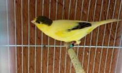 canary for sale males and females that are young