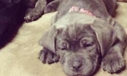 Cane corso born January 1 2015 ready to go shots and tails cropped
Grays and black both females and males