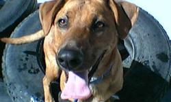Catahoula Leopard Dog - Miles - Medium - Adult - Male - Dog
I am a little timid at first, but if you are willing to take the time to get to know me I am a wonderful companion. Once I trust you, you can pet me all over. I would love another dog as a