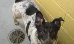 Cattle Dog - Lucy - Medium - Adult - Female - Dog
Lucy is a very playful girl. She enjoys her toys especially if you are playing with her. She seems to enjoy the company of people more than other dogs. She will need additional training.
CHARACTERISTICS: