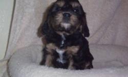 Cava-poos, simply adorable and lovable.2fms,1m,,Vet ckd,shots and dewormed.These are cavalier and poodle mixed pups.These pups make great family pets.Available Feb 15th.....deposits taken.Email or call for more info.