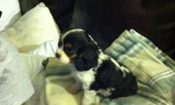 Cavalier pup 10 weeks male ,tri color,this adorable little boy was a pick of litter pup .hes has a great disposition...loves kids and is ready now.Pup has been vet ckd,shots and dewormed.Hes doing well with the potty training.new litter ready 4/19 tri
