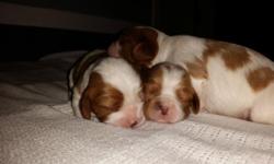 2Females/ 1 Male. Blehneim (mahogany and white). AKC Champion pointed sire. Champions on both sides. Beautifully marked. Will be wormed and have first shots. Expecting another litter any day. Taking deposits now. Will be ready for new homes when 8 weeks