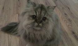 She is a :golden female Persian
FELV Antigen negative
FIV Antibody negative
Rabies vaccination certificate
All vaccination were done
Health certificate
No need to update vaccine for one whole year
Pet price : 475
Breeder right price : 700
Will Include