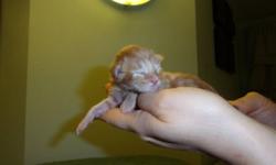 Different colors males & females purebred maine coon kittens. These sweet & cute babies are waiting for your love. They will have health guarantee & written contract, will be check by the vet & have first set of baby shots & deworm, very sweet, curious,