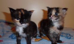 CFA registered maine coon kittens- friendly, loveable, low shedding, healthy, social & absolutely gorgeous, no inbreeding, health guarantee & contract, no breeding rights. See our kittens/cats/grads on www.coonomagic.com or call 516 578-7828.